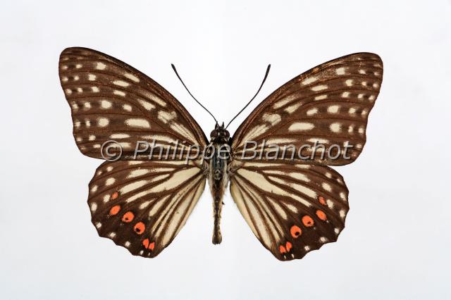 hestina assimilis.JPG - Hestina assimilisRed Ring SkirtLepidoptera, NymphalidaeChine